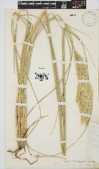 Capeochloa cincta image