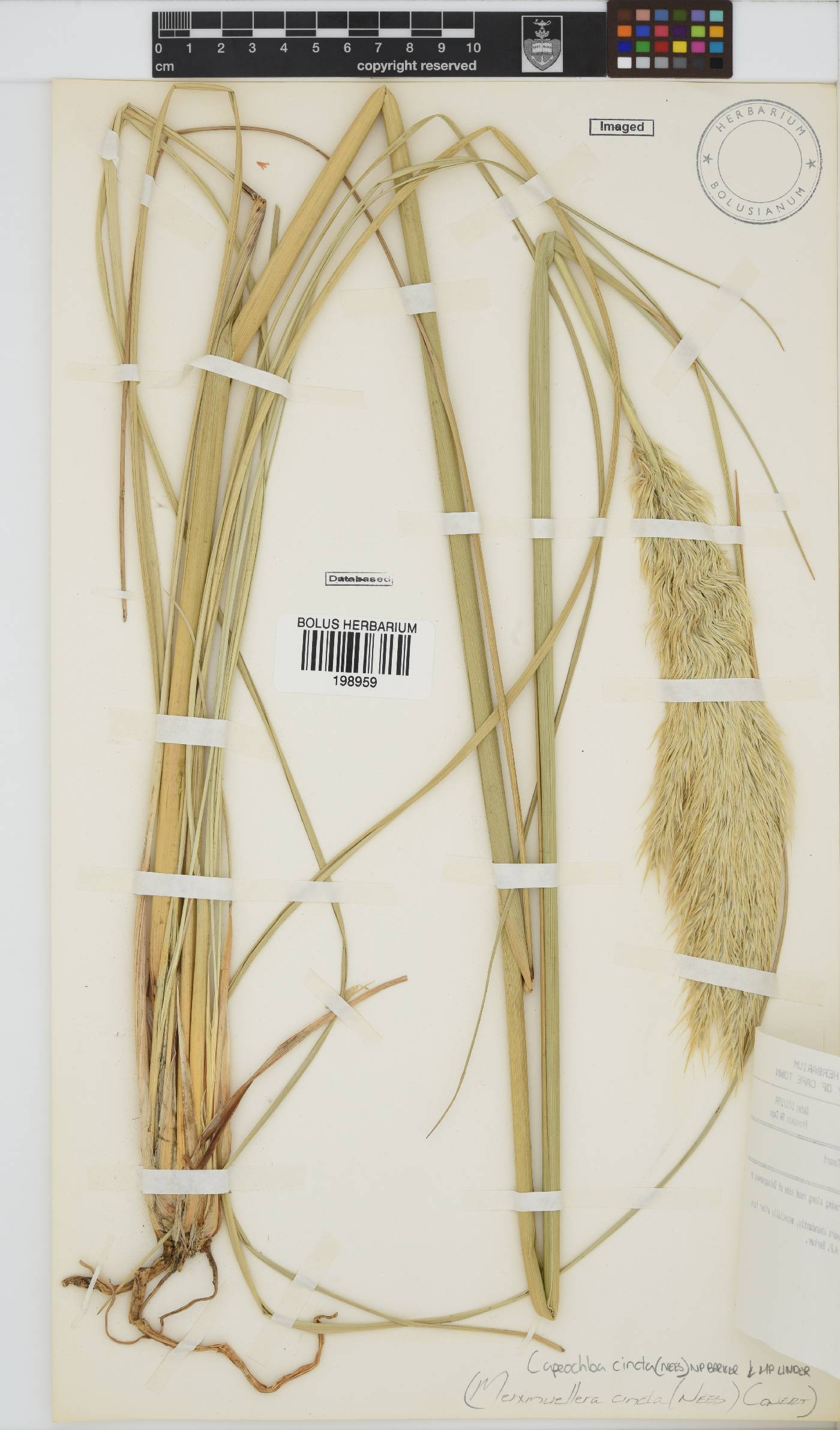 Capeochloa cincta image