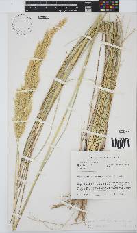 Capeochloa cincta image