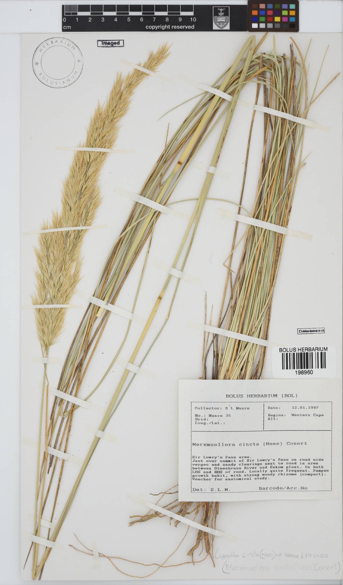 Capeochloa cincta image