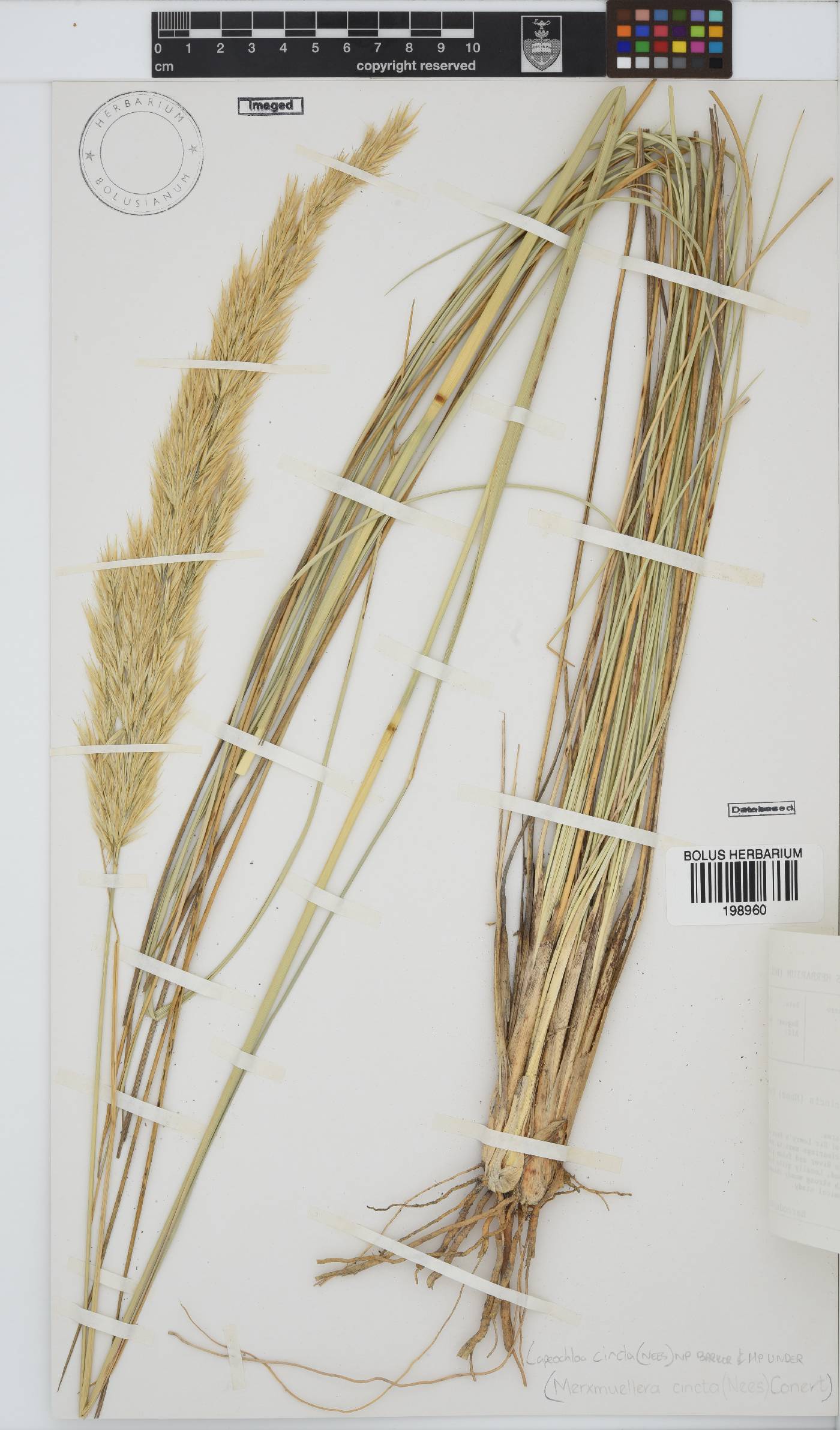 Capeochloa cincta image