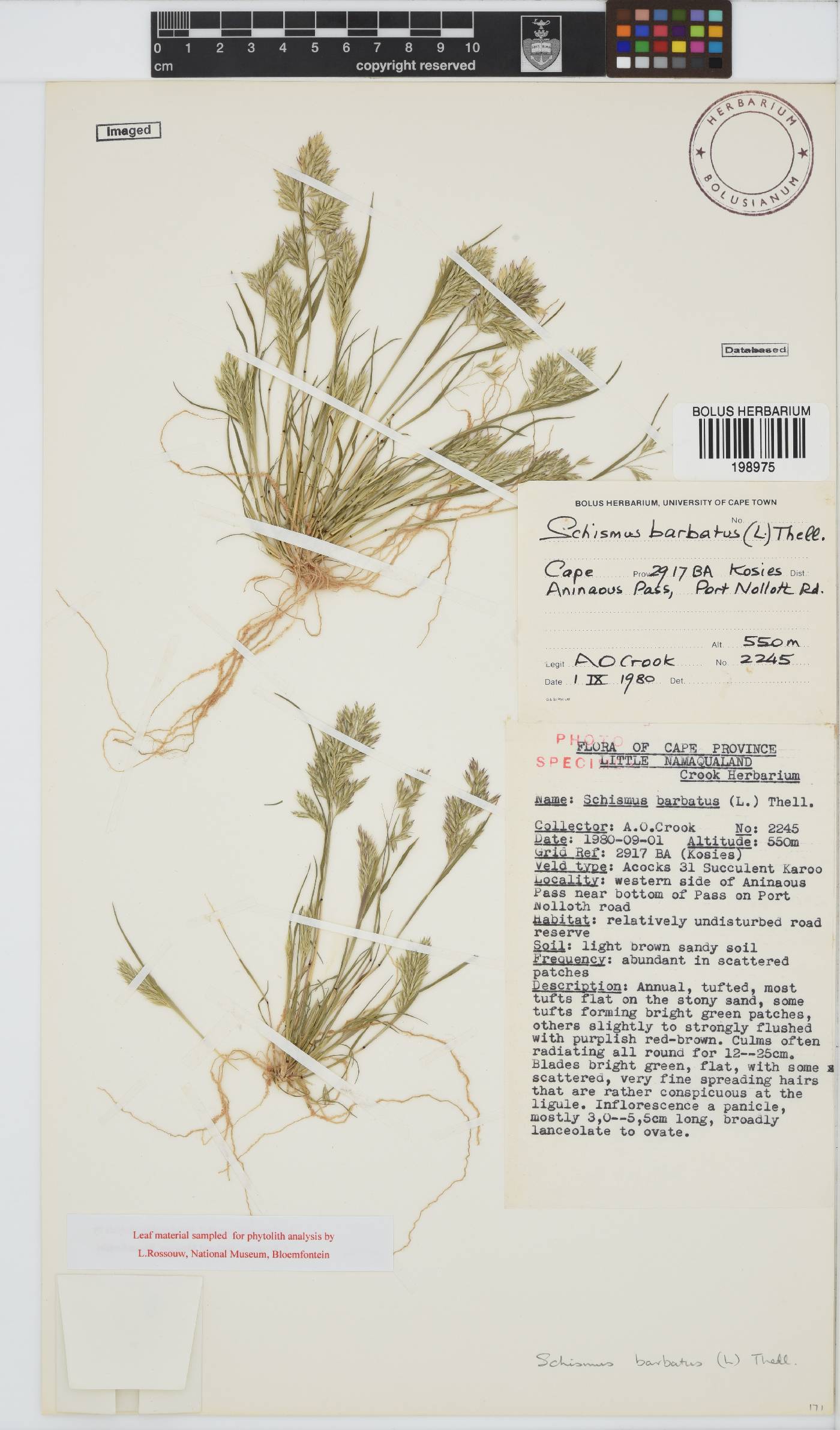 Schismus barbatus image