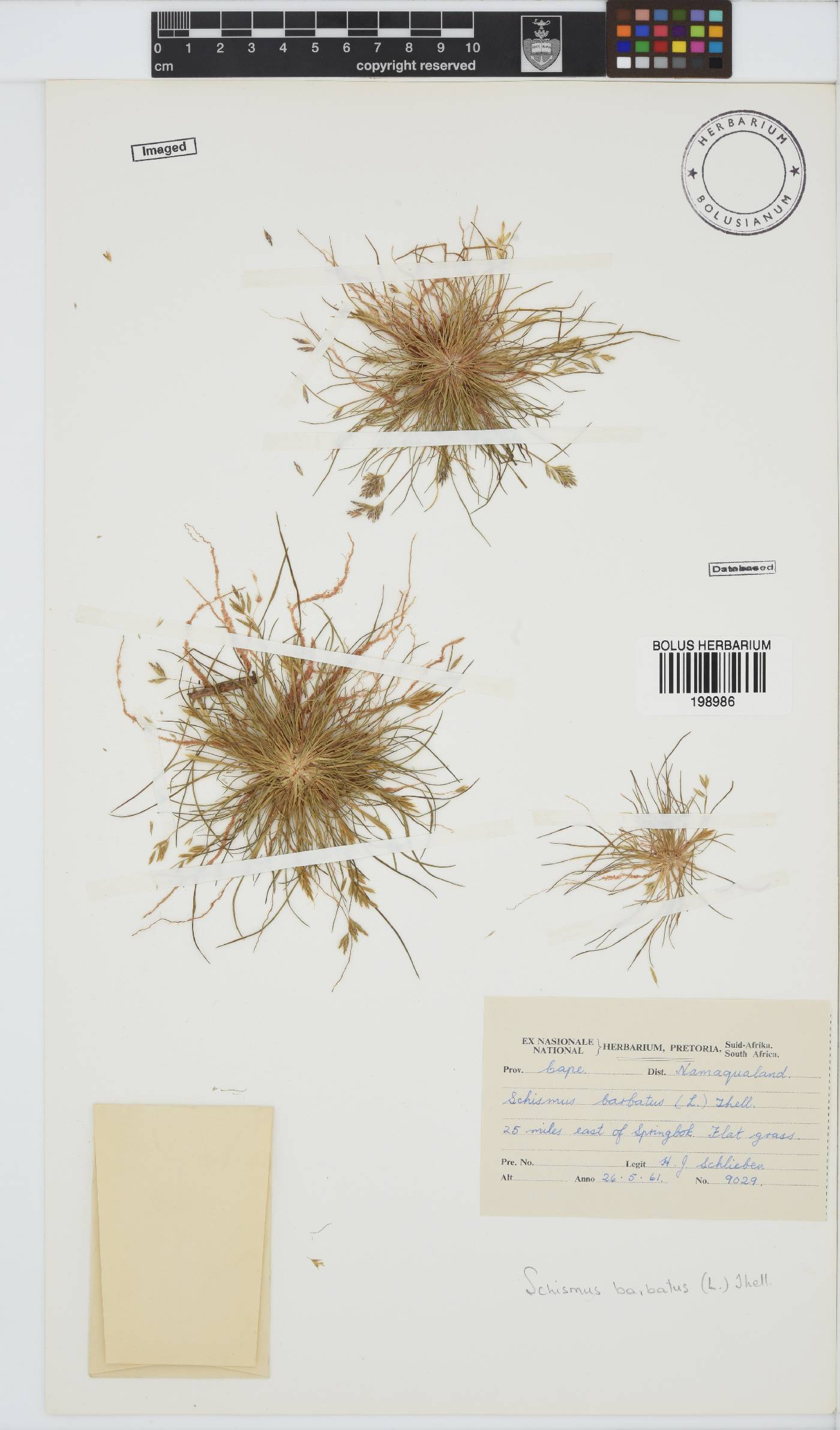 Schismus barbatus image