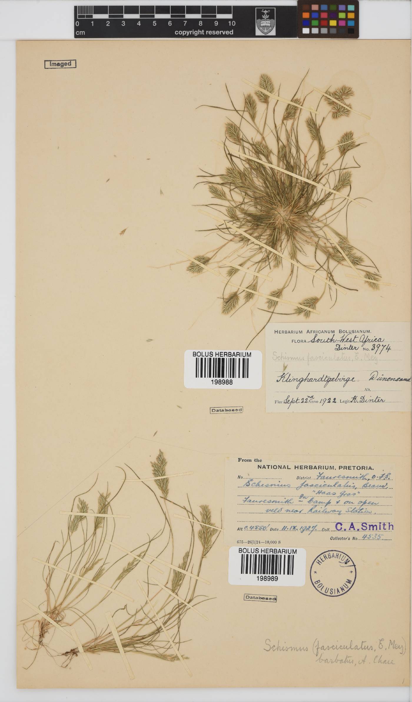 Schismus barbatus image