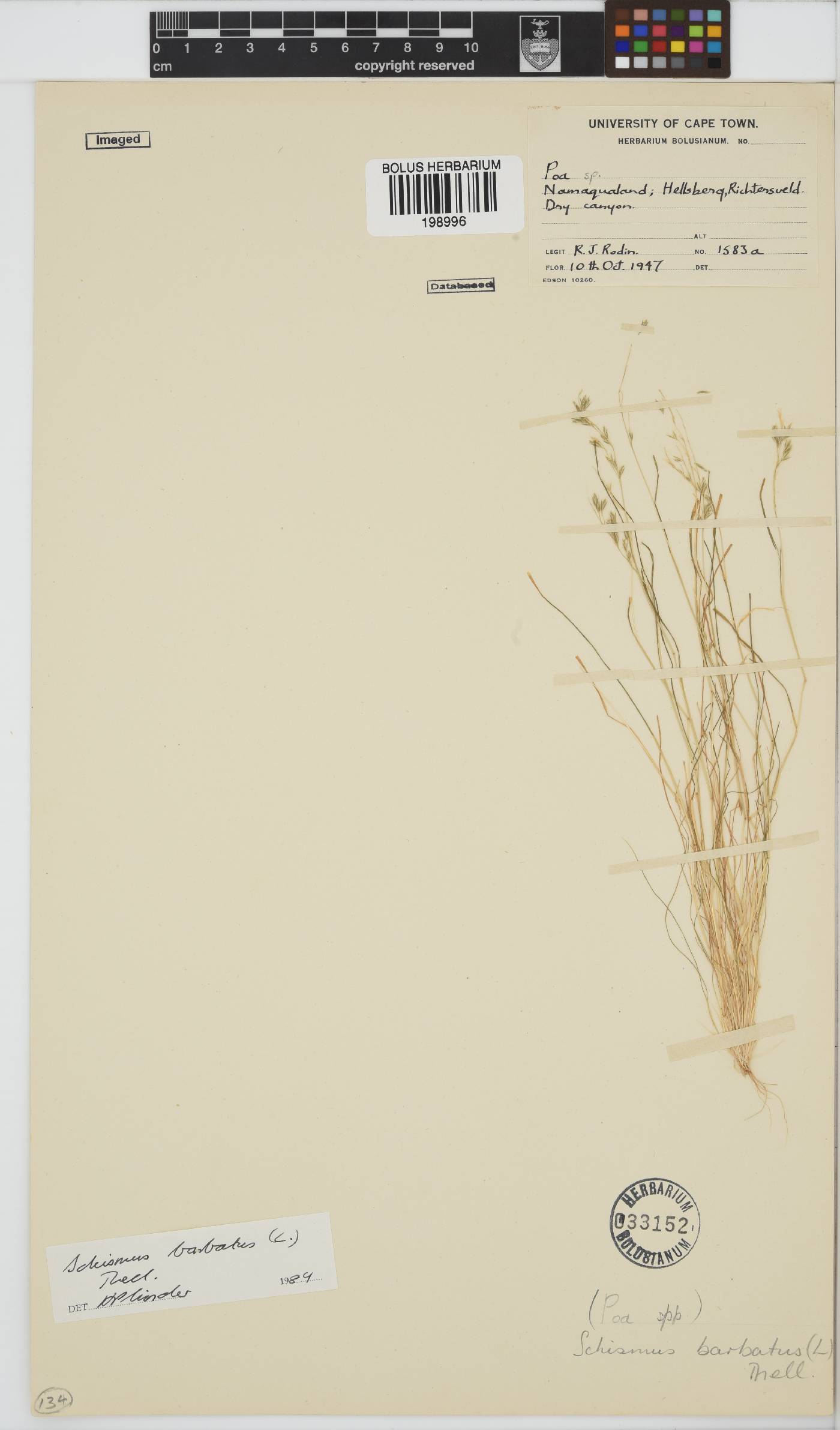Schismus image