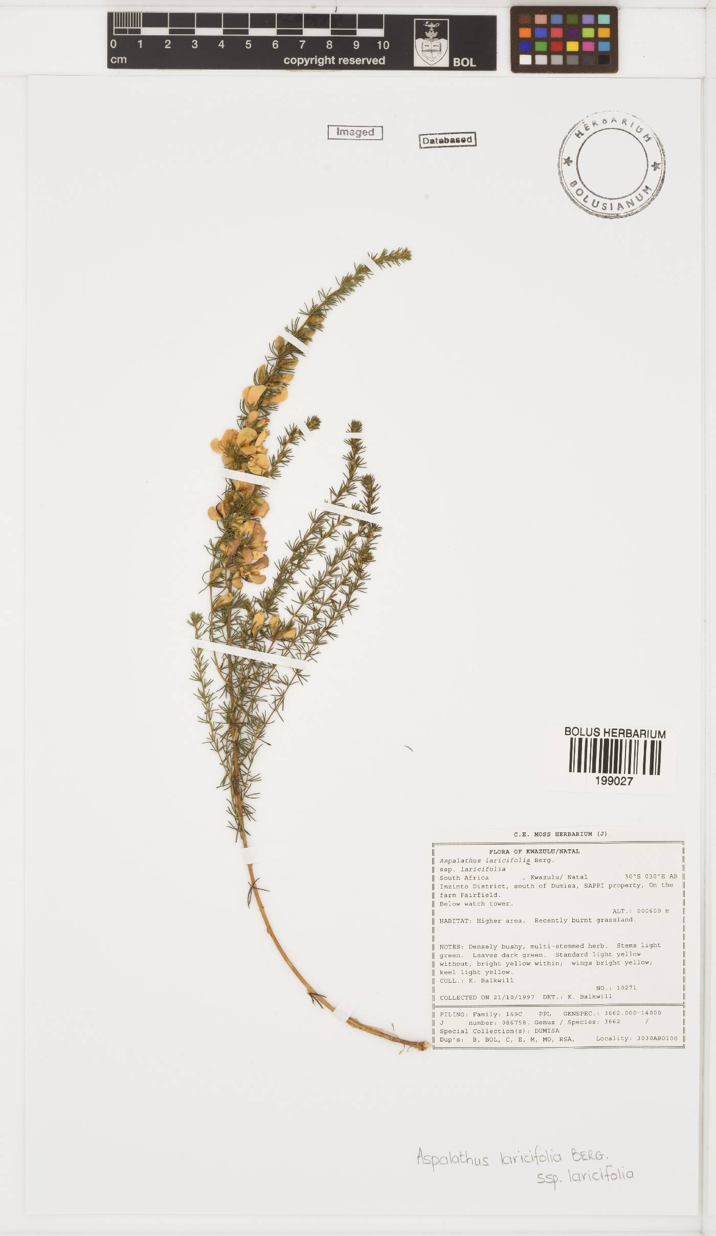 Aspalathus laricifolia image