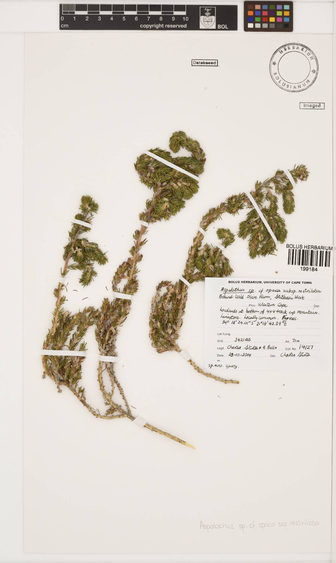 Aspalathus opaca image