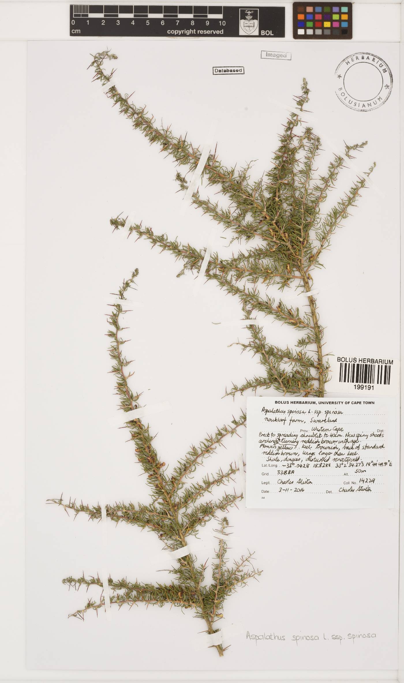 Aspalathus spinosa subsp. spinosa image