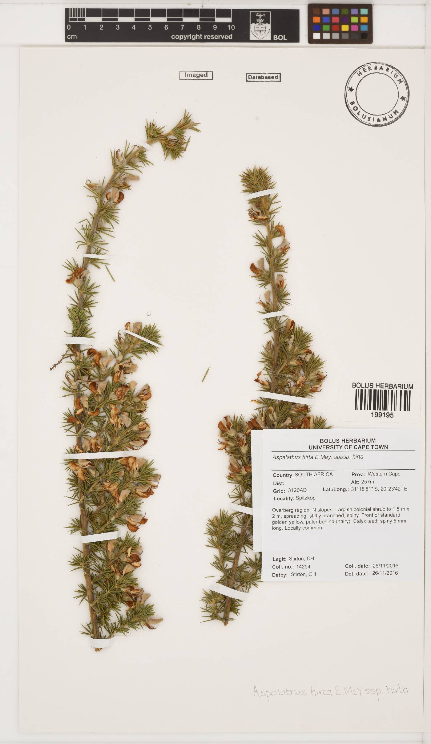 Aspalathus hirta subsp. hirta image
