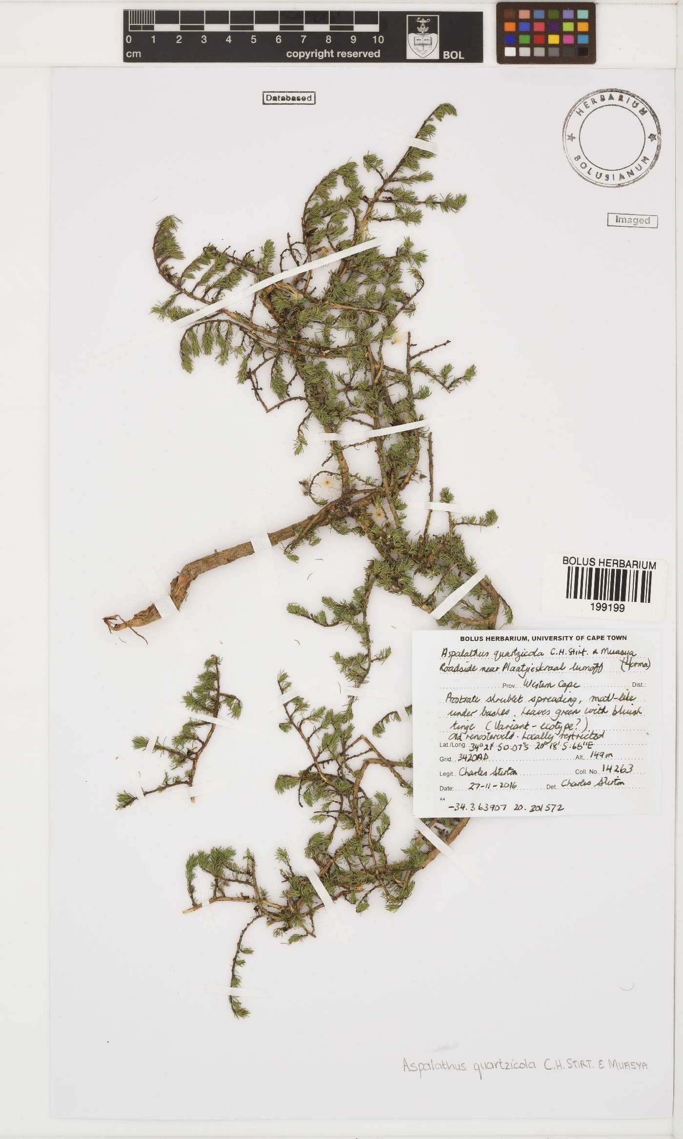 Aspalathus quartzicola image