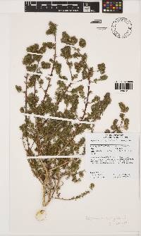 Aspalathus asparagoides image