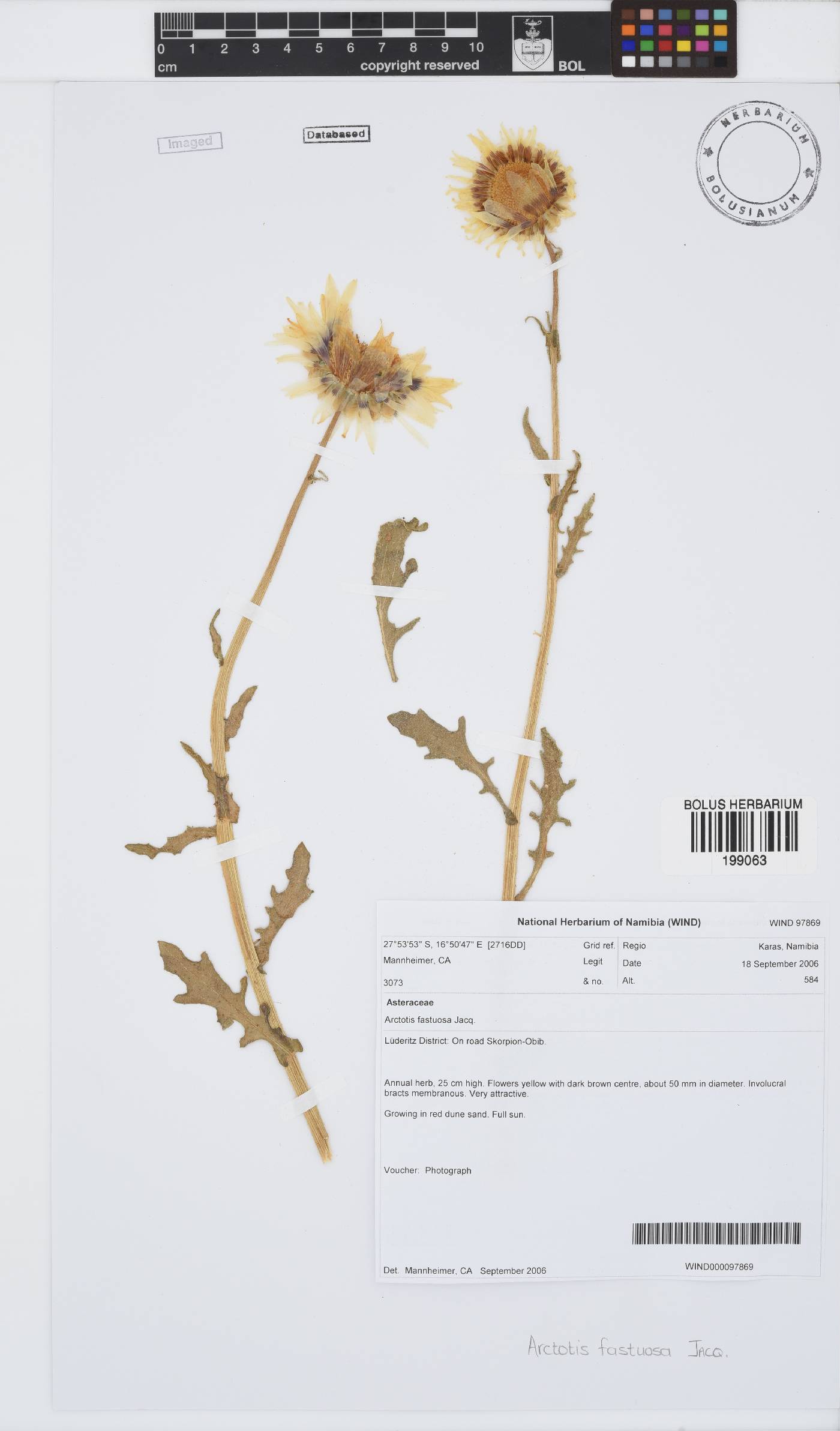 Arctotis fastuosa image