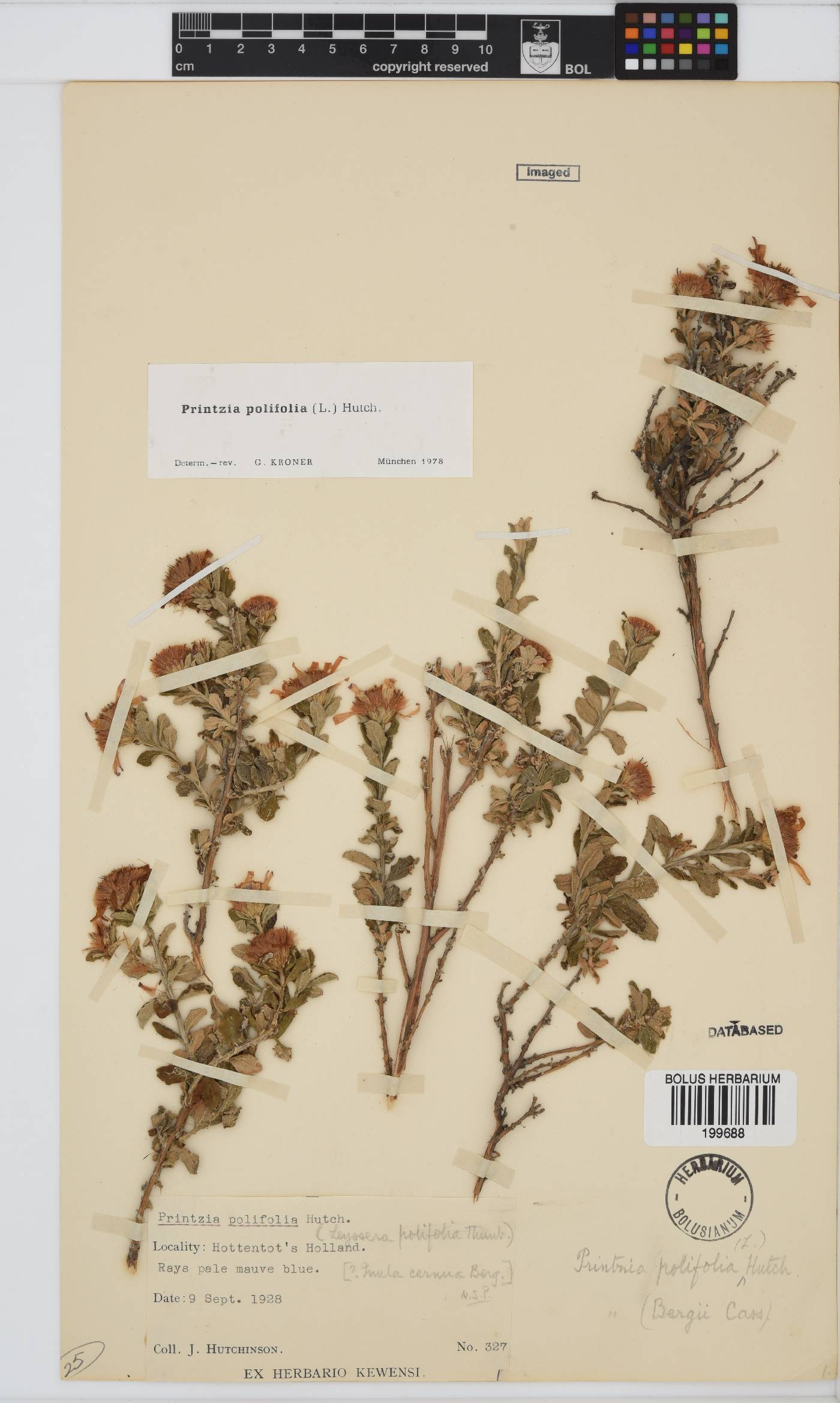 Printzia polifolia image