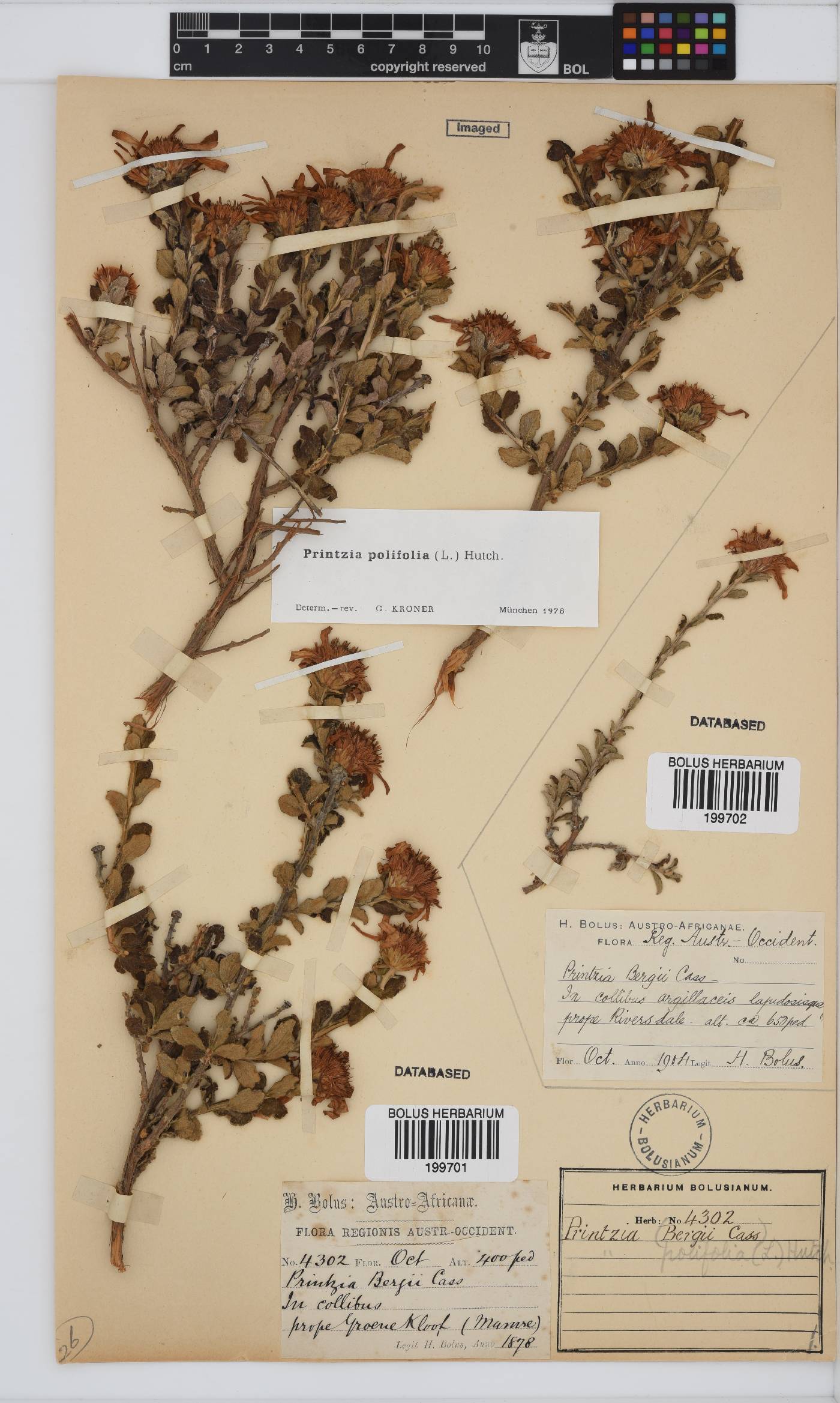 Printzia polifolia image
