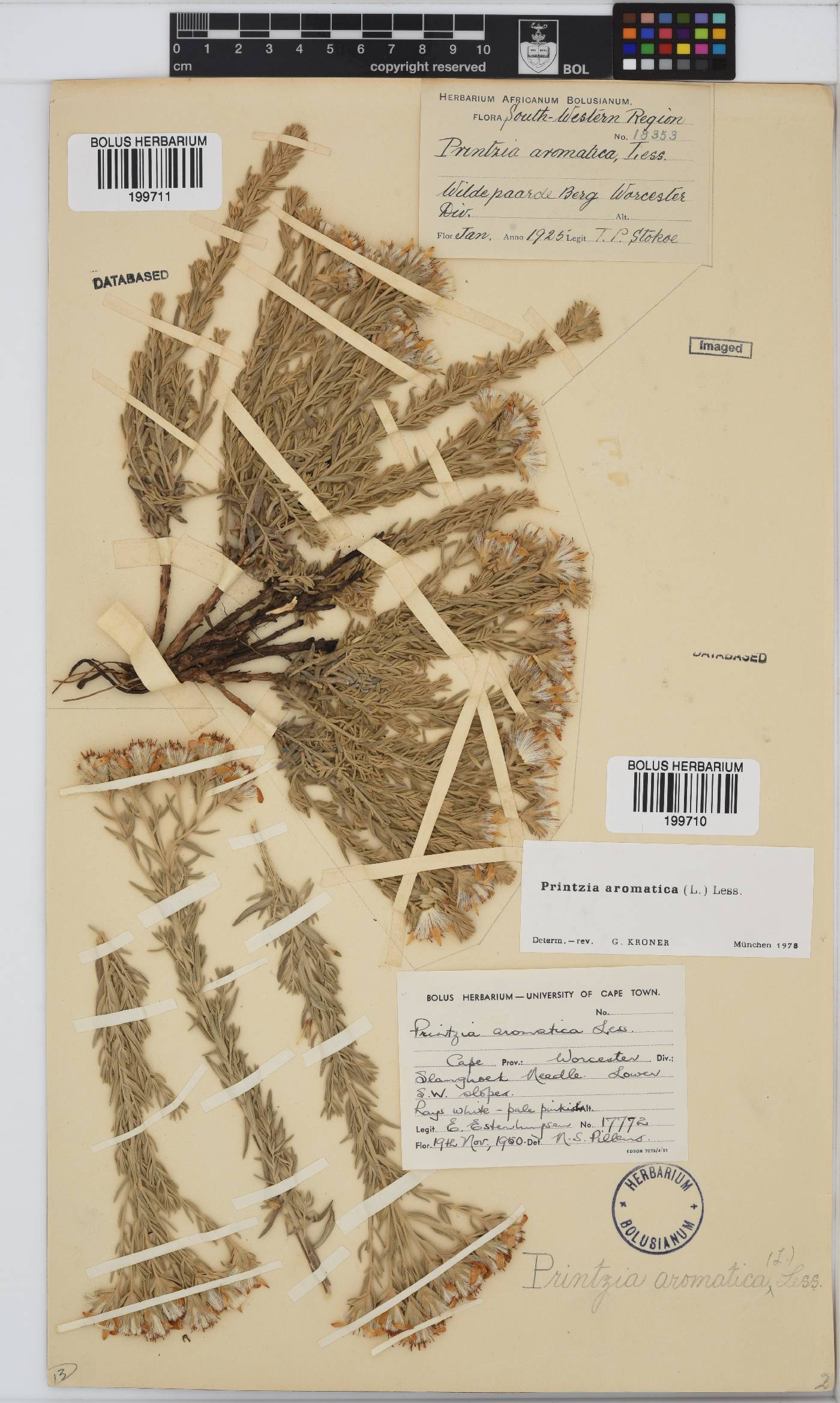Printzia aromatica image