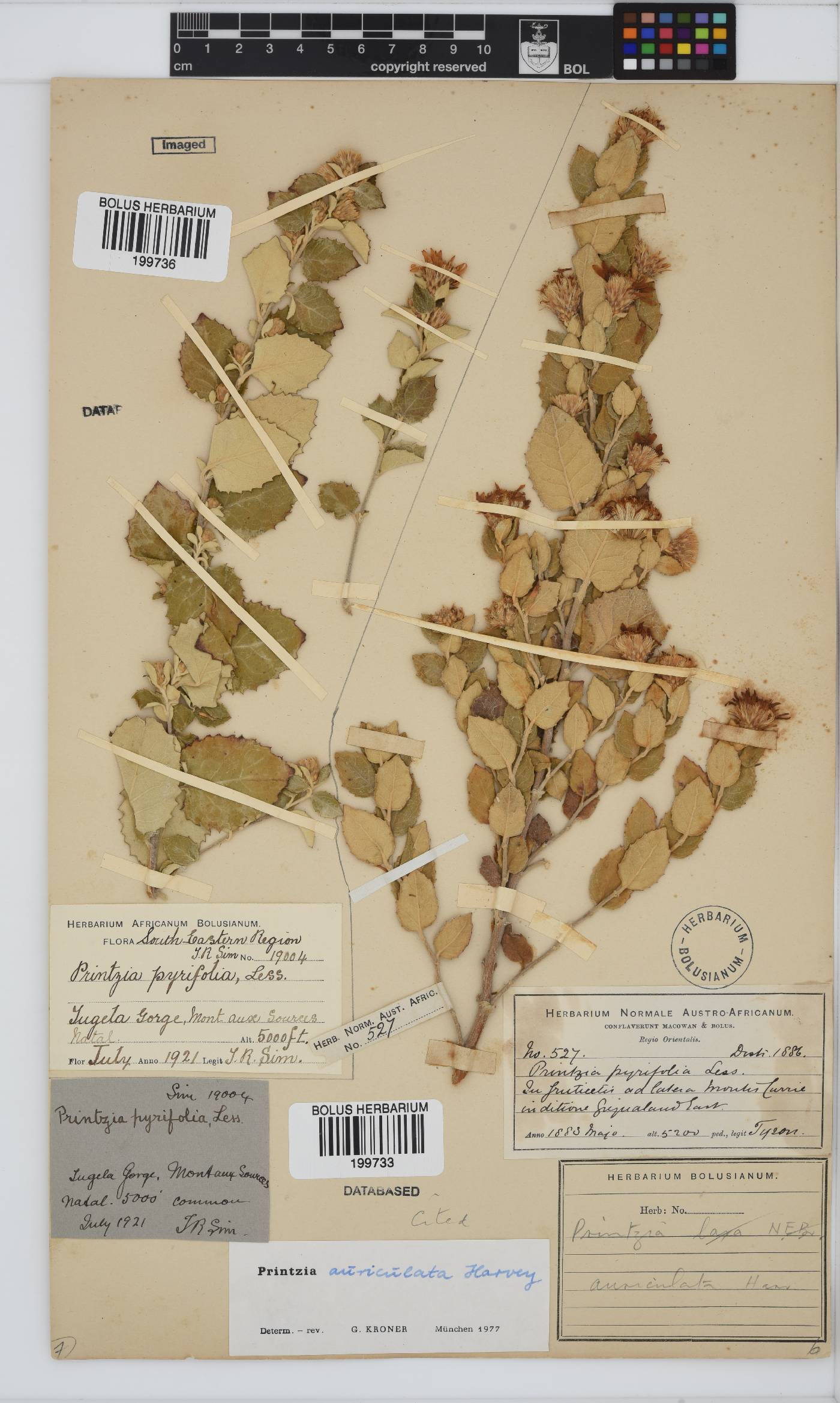Printzia auriculata image