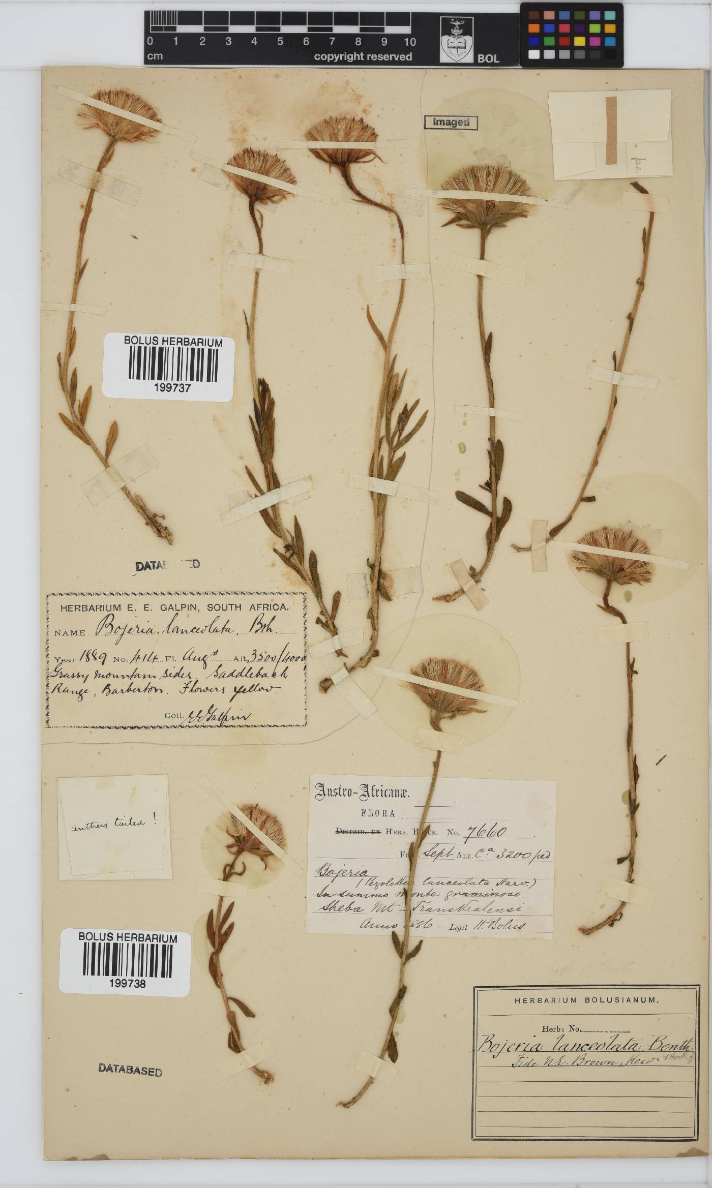Printzia auriculata image