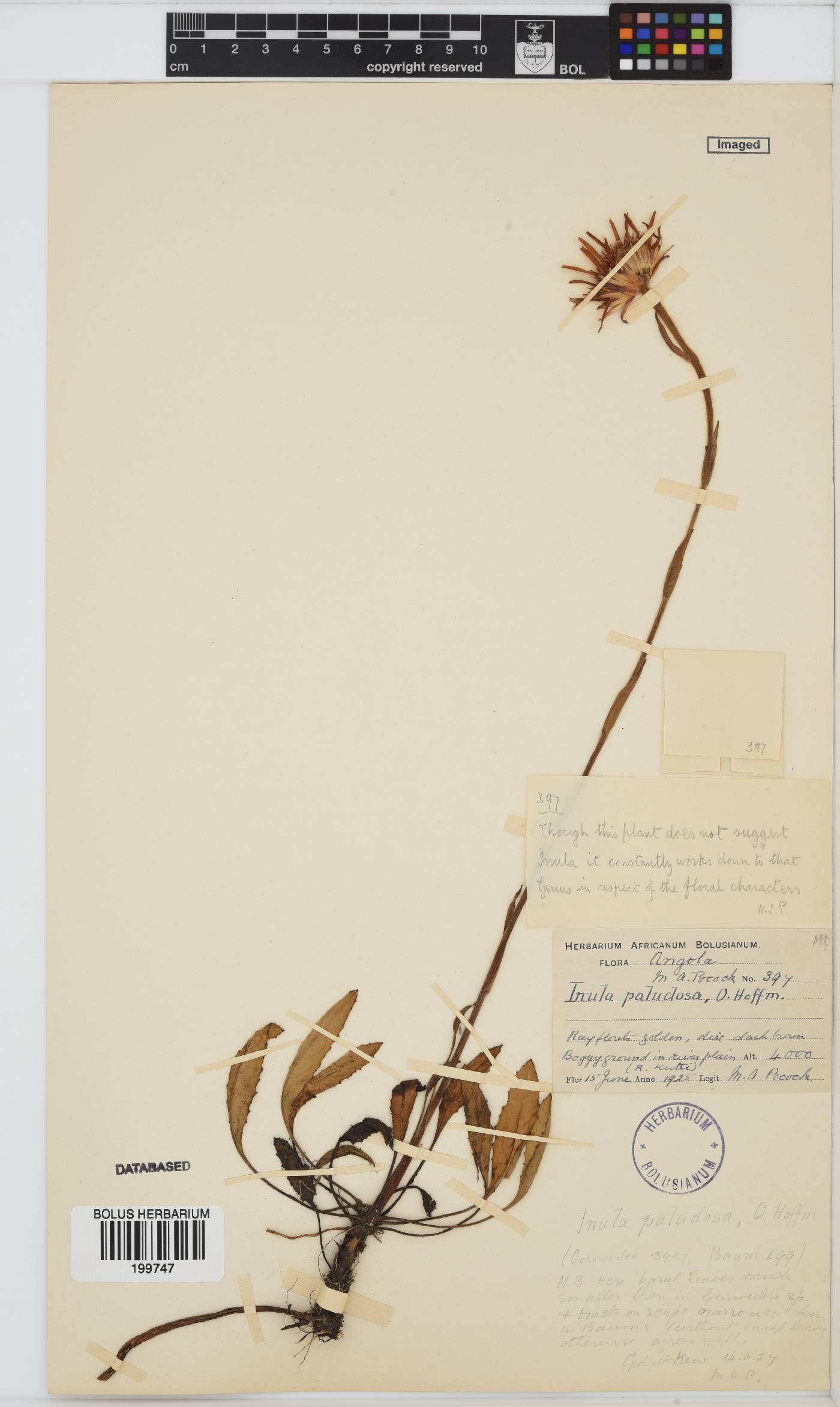Inula paludosa image