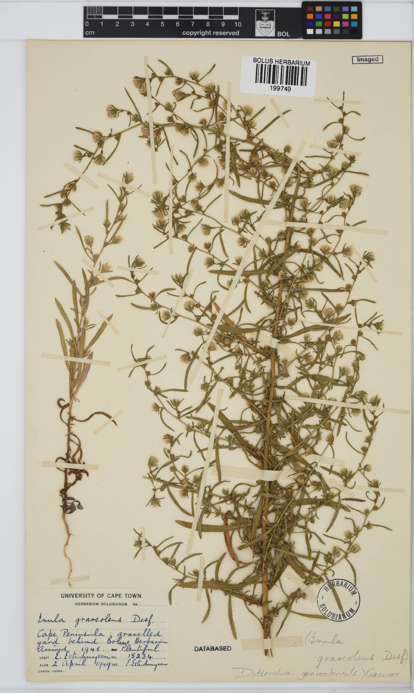 Dittrichia graveolens image