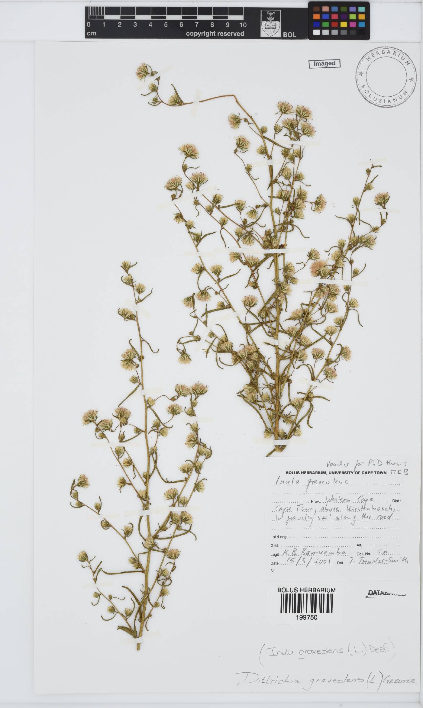 Dittrichia graveolens image