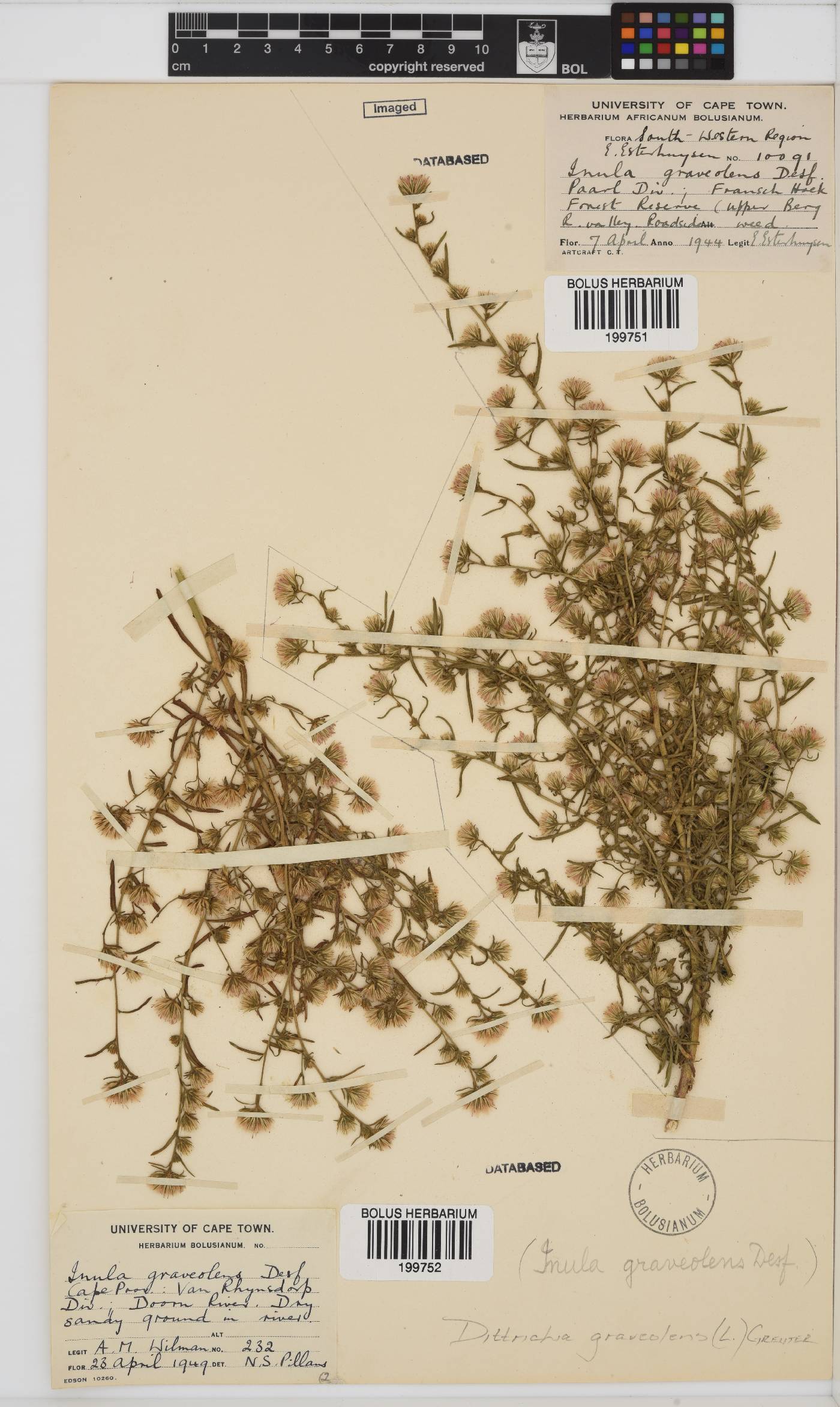 Dittrichia graveolens image