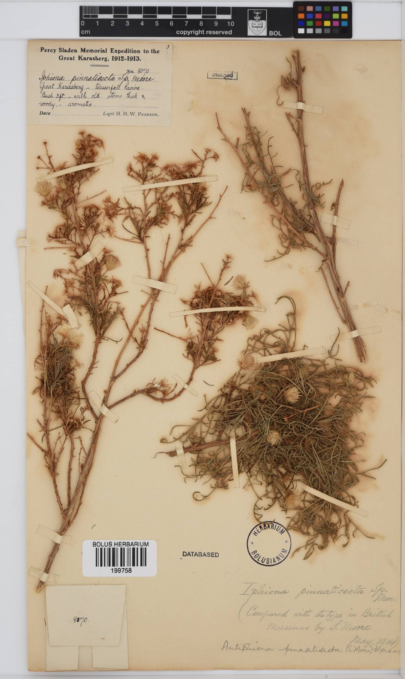 Antiphiona image
