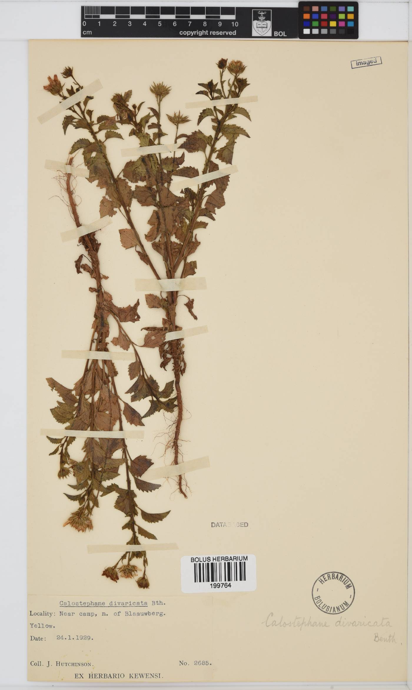 Calostephane divaricata image