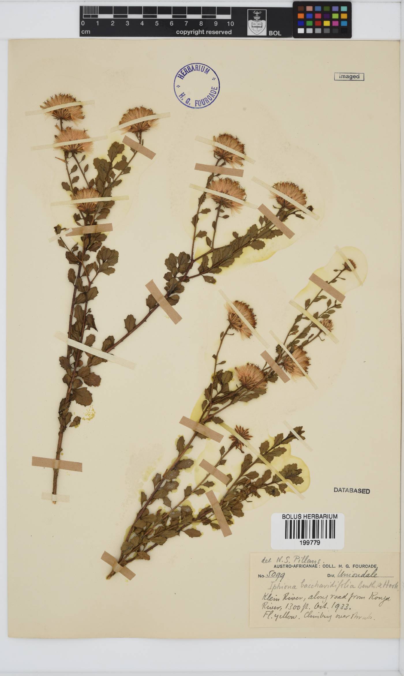 Pegolettia baccharidifolia image