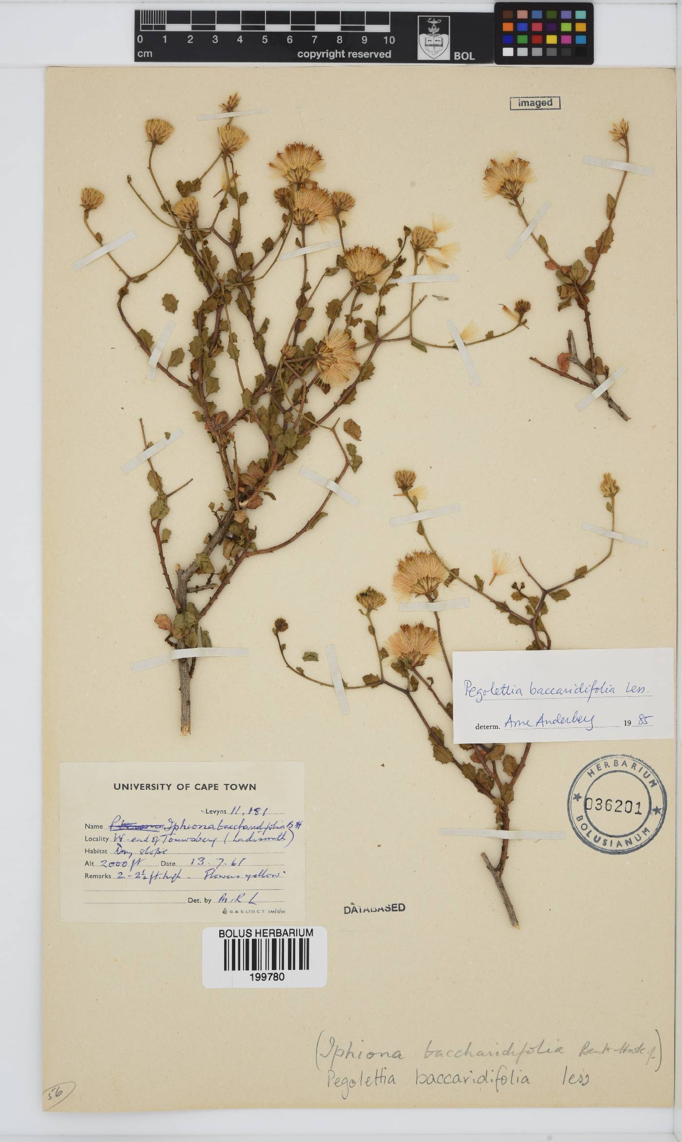 Pegolettia baccharidifolia image
