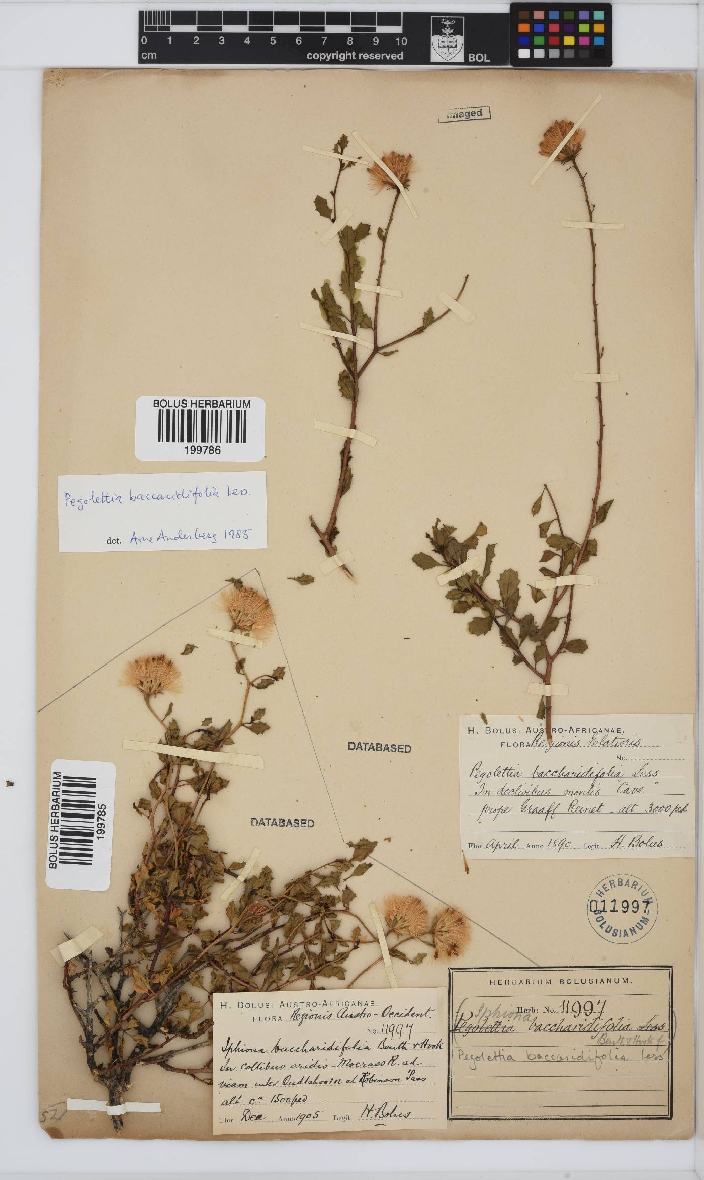 Pegolettia baccharidifolia image