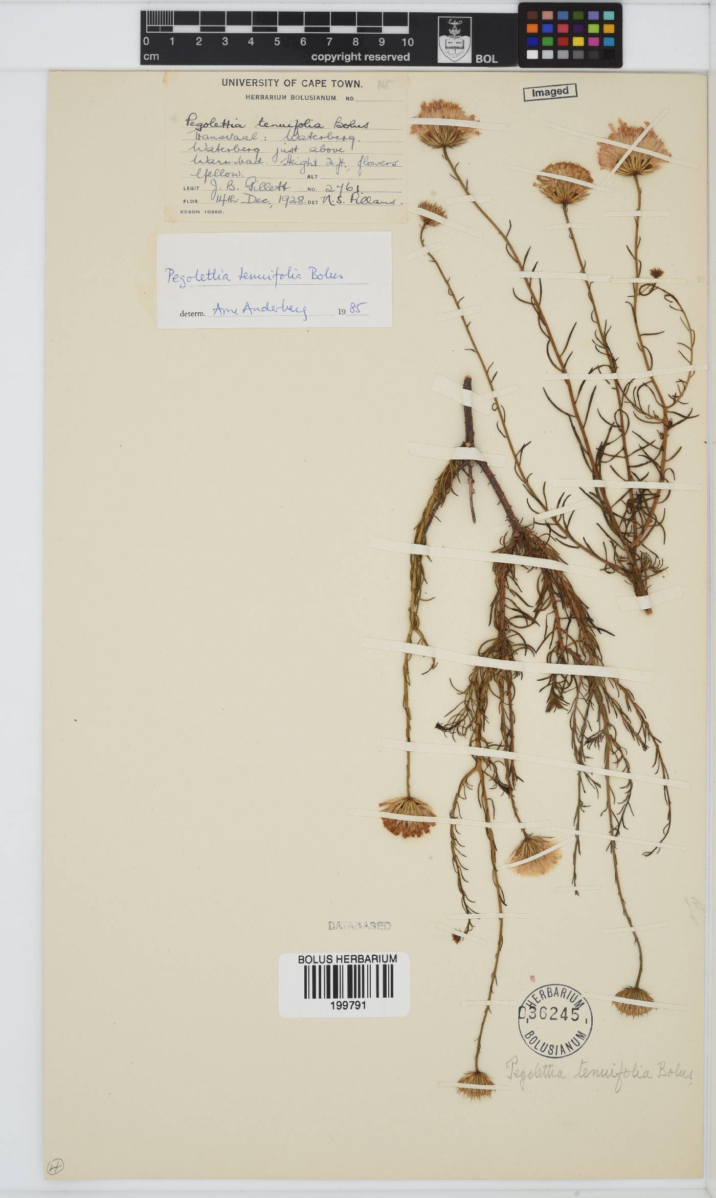 Pegolettia tenuifolia image