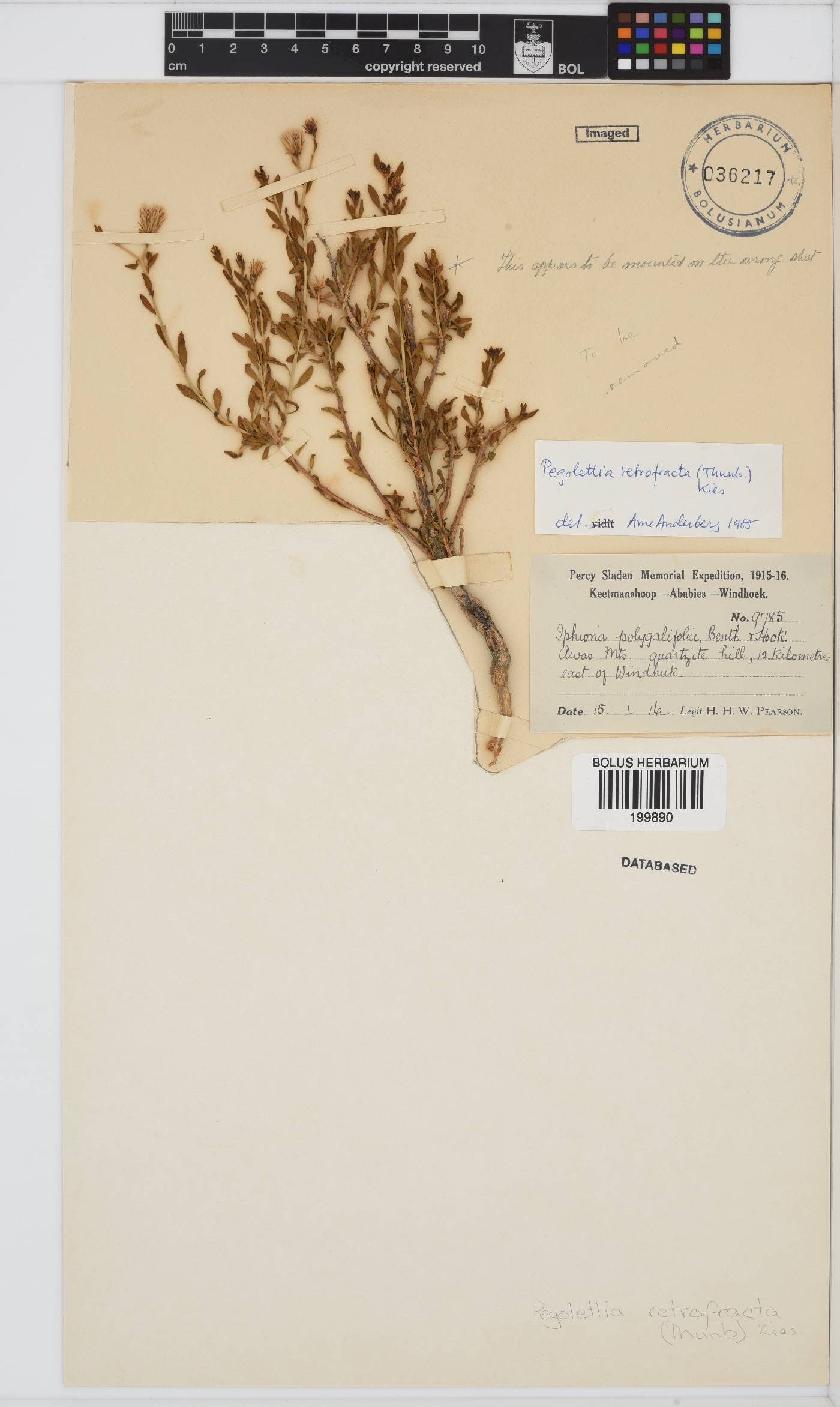 Pegolettia retrofracta image