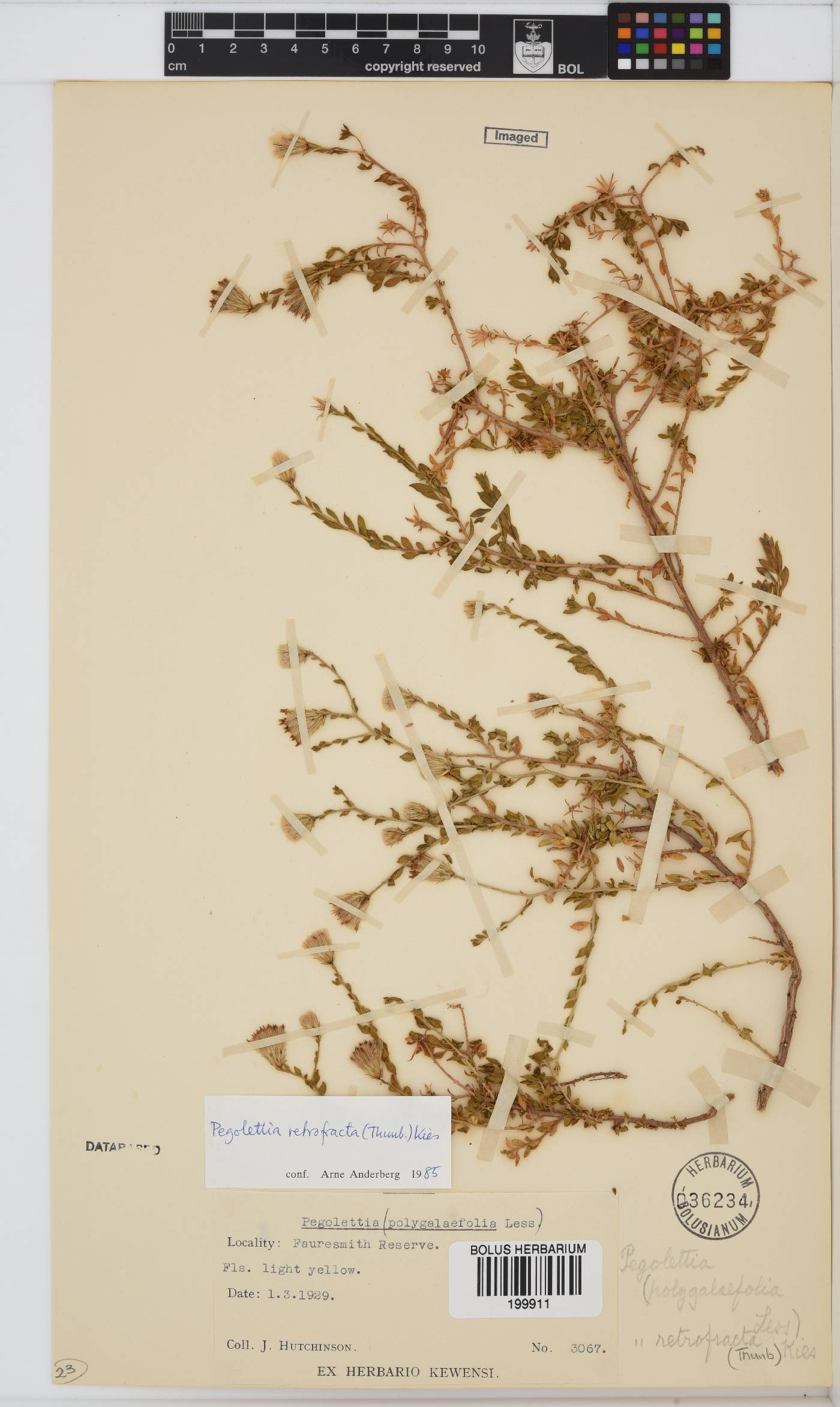 Pegolettia retrofracta image