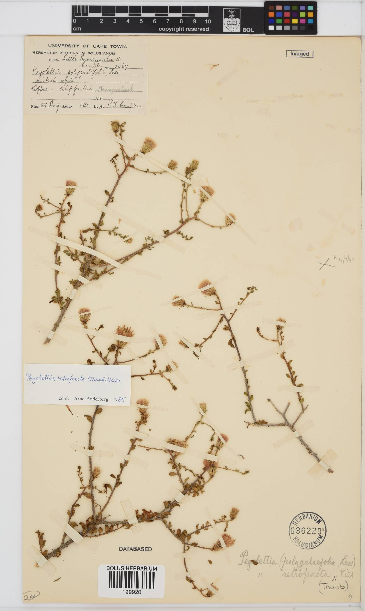 Pegolettia retrofracta image