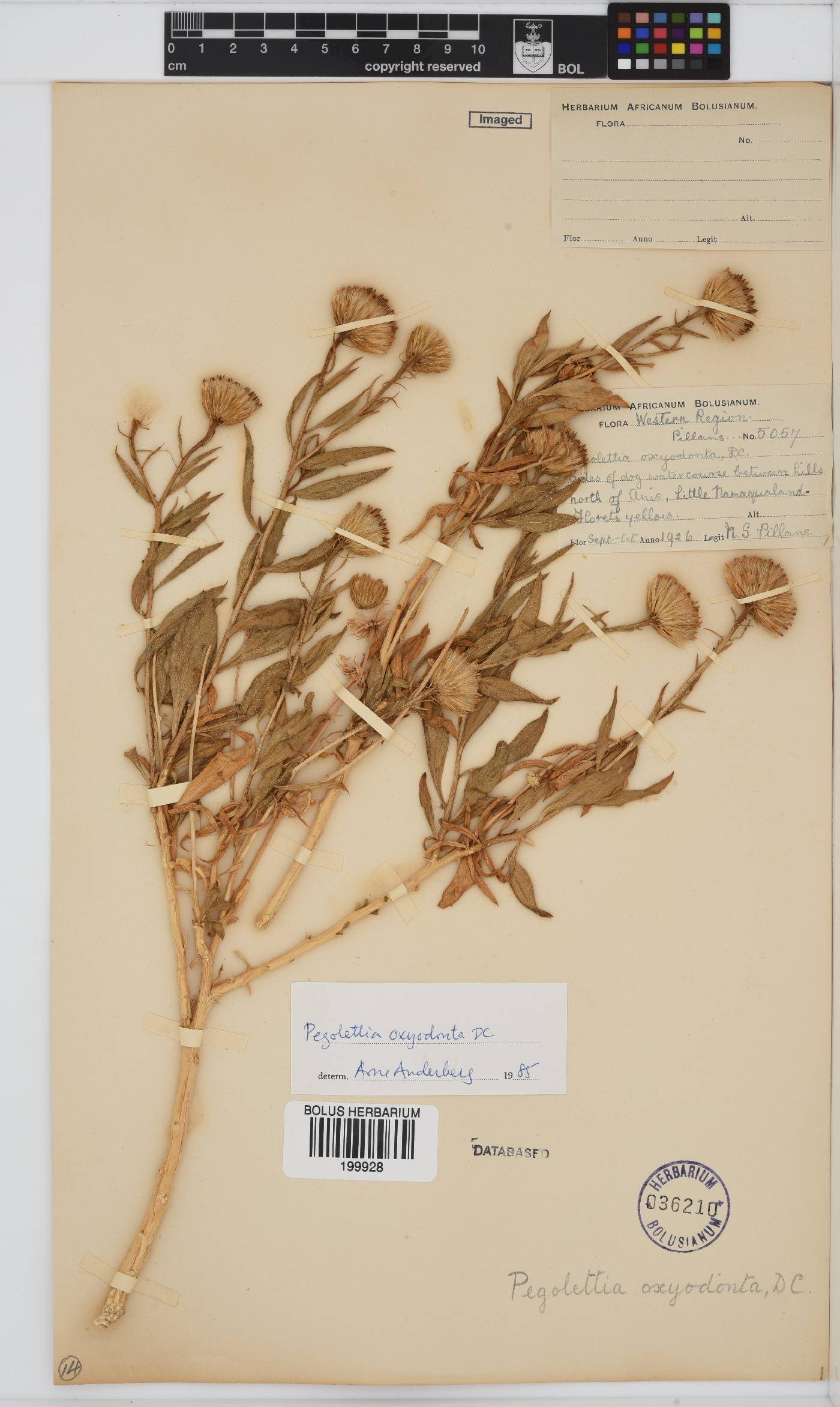 Pegolettia oxyodonta image
