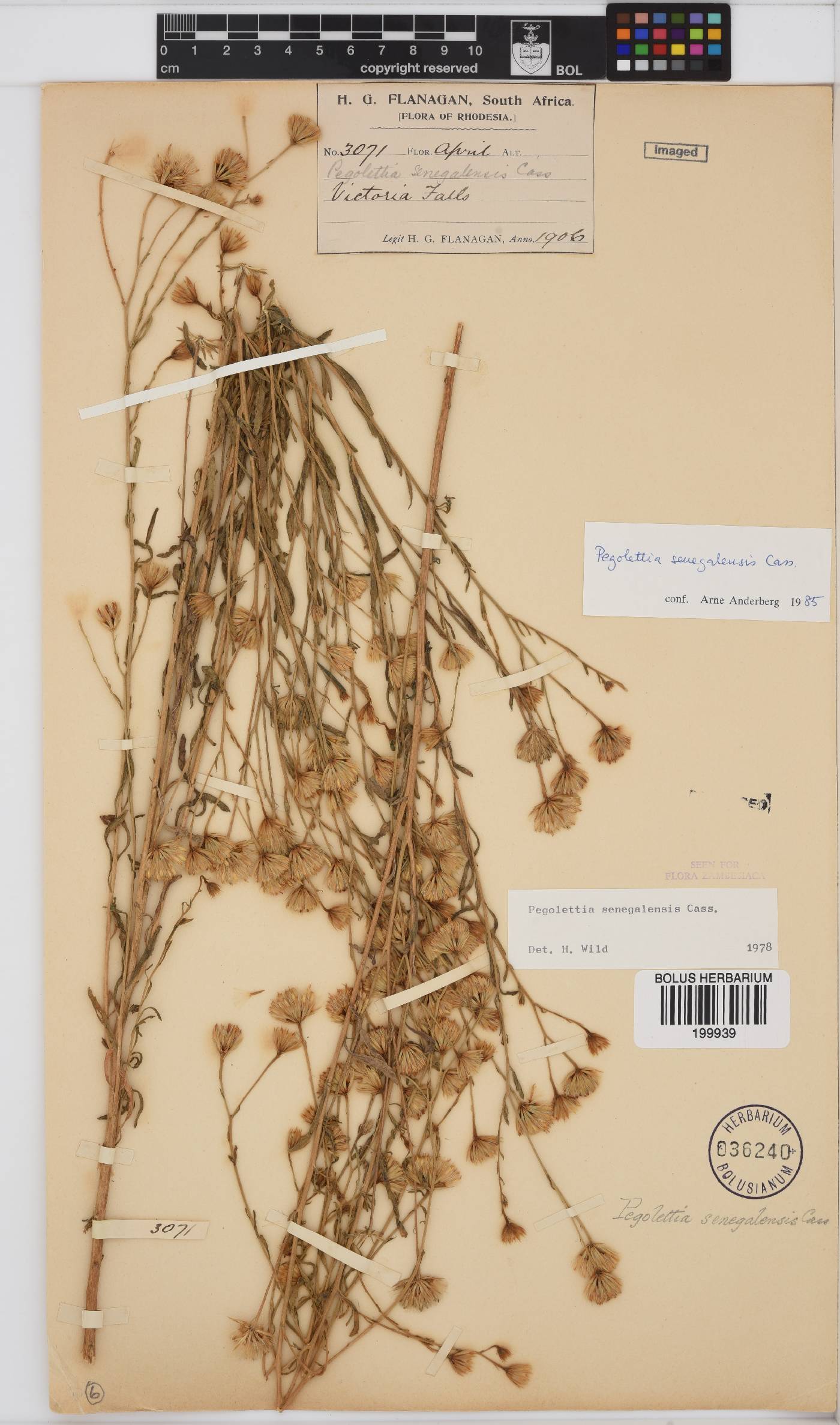 Pegolettia senegalensis image