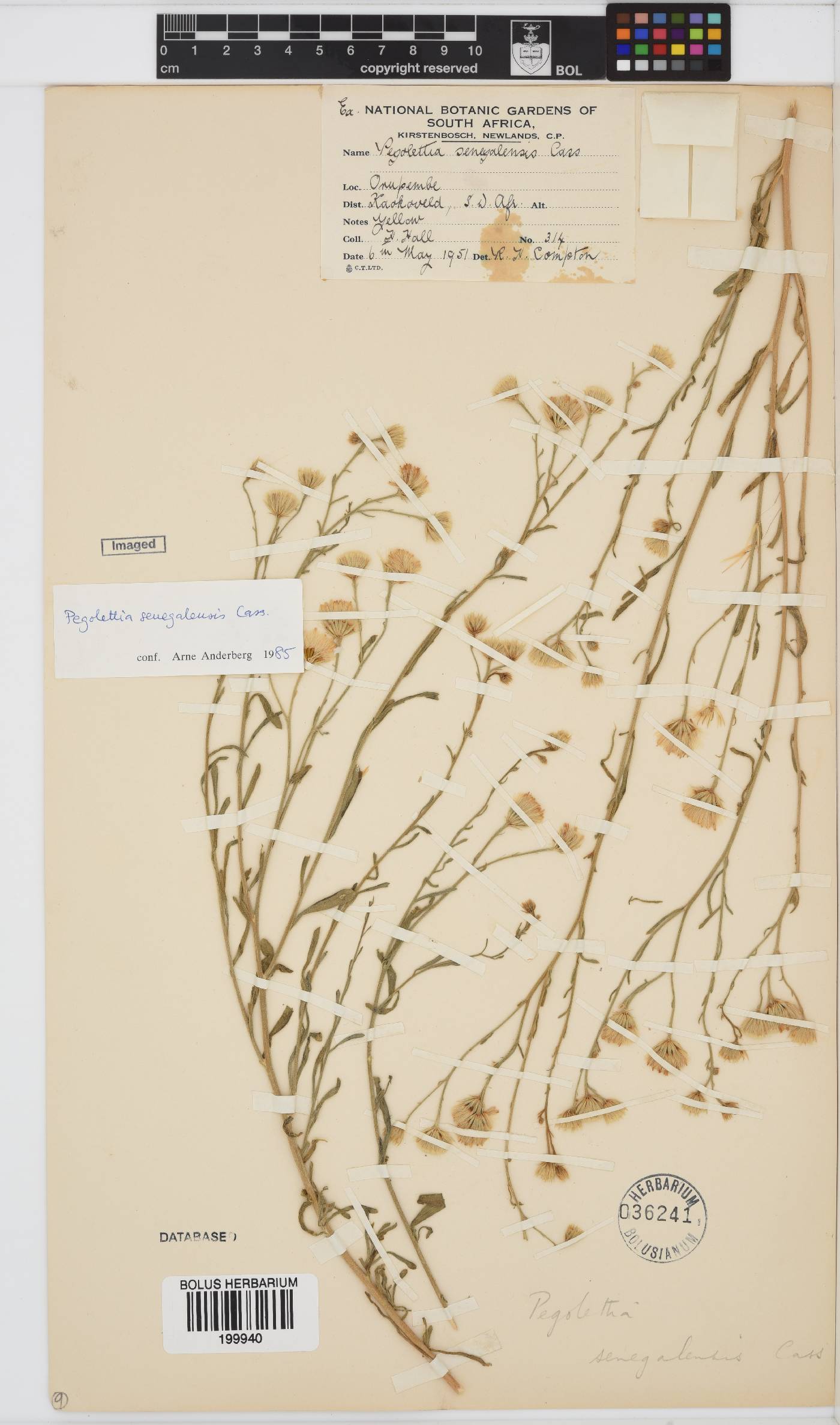 Pegolettia senegalensis image