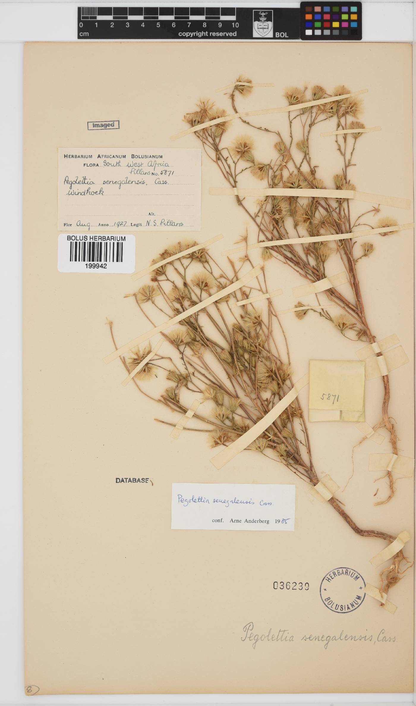 Pegolettia senegalensis image