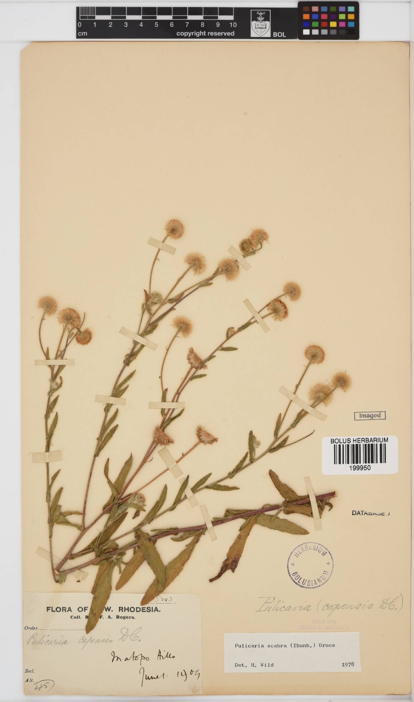 Pulicaria scabra image