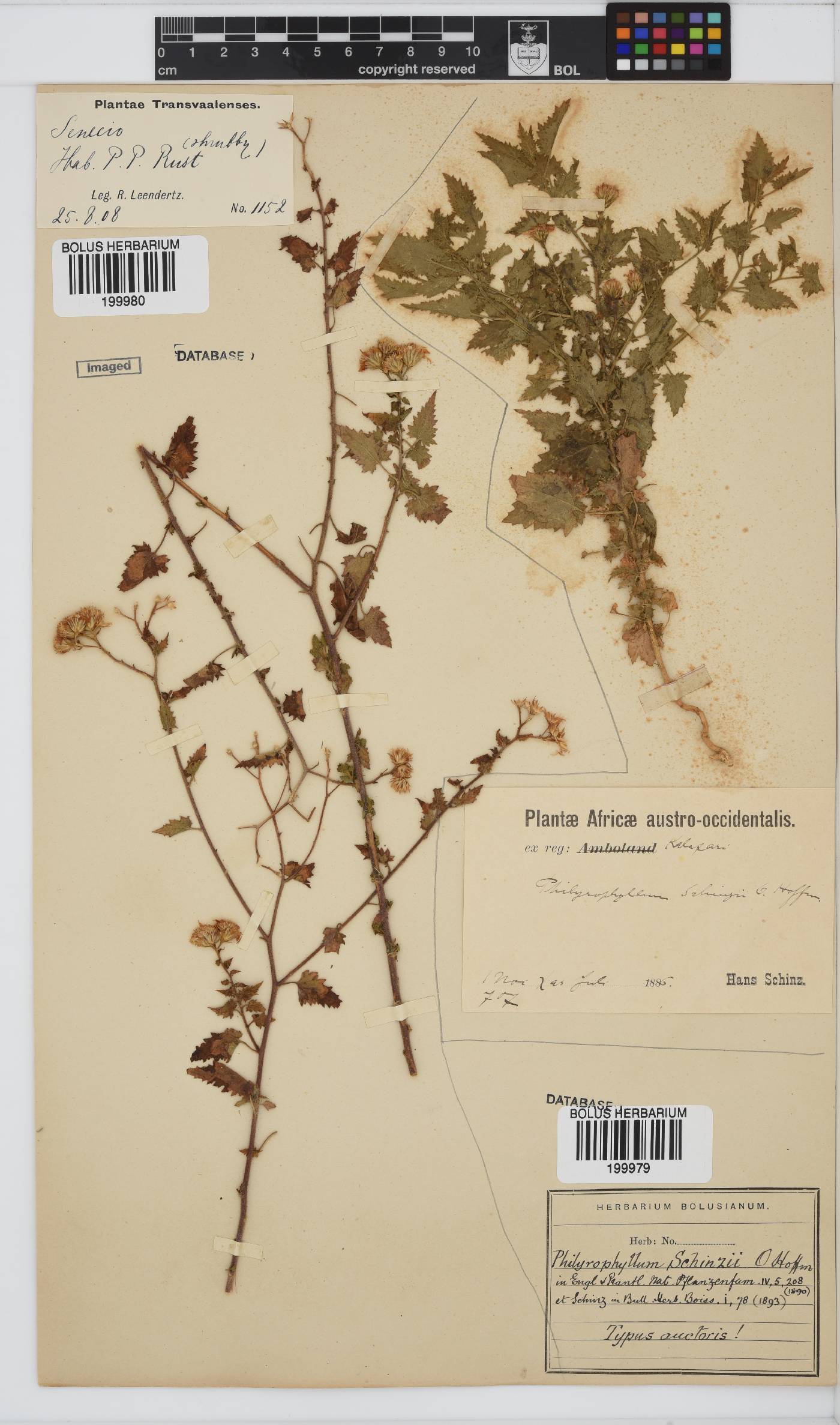 Philyrophyllum schinzii image
