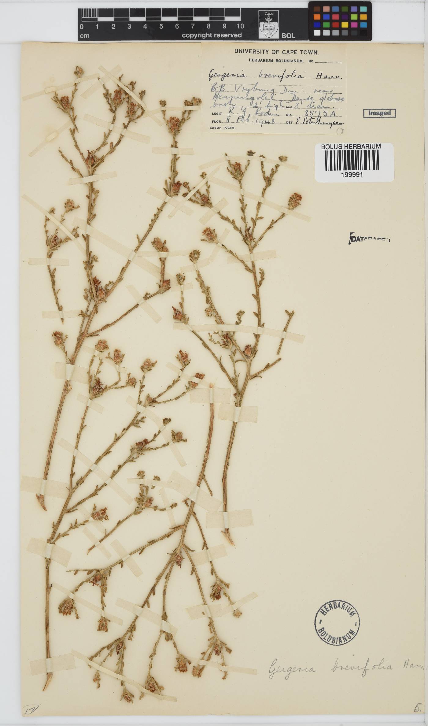 Geigeria brevifolia image