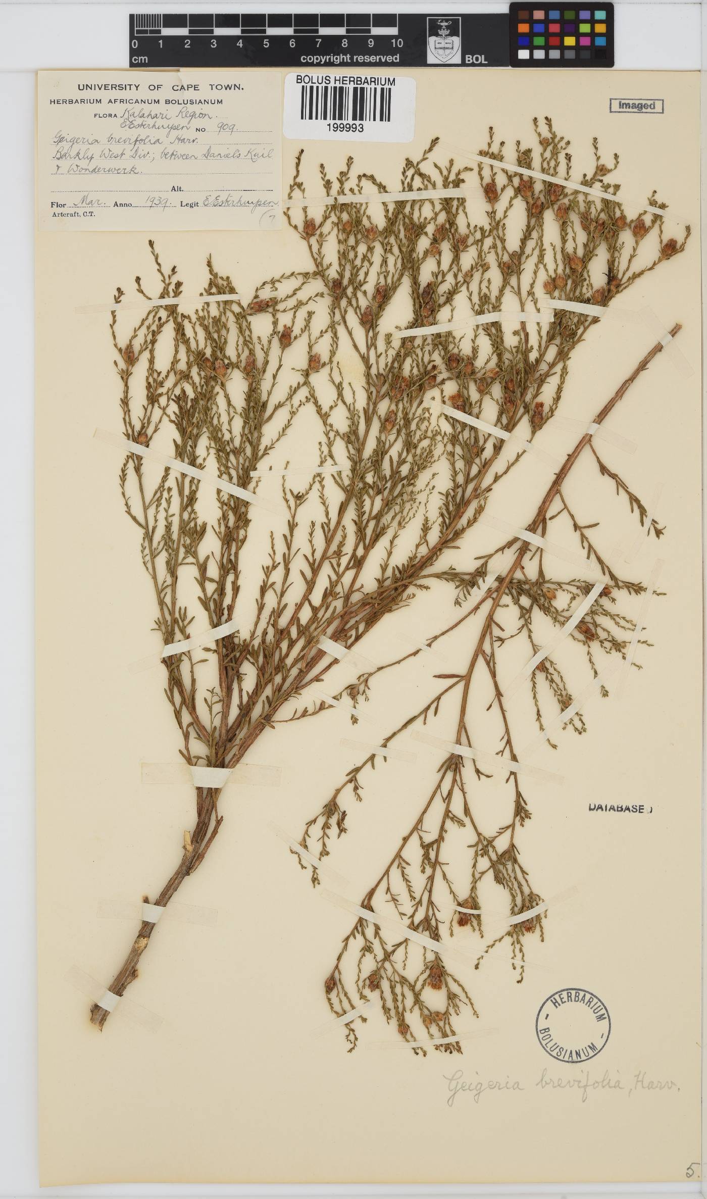Geigeria brevifolia image
