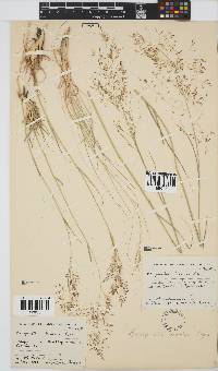 Eragrostis bicolor image