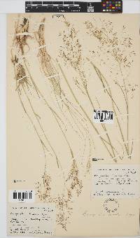 Eragrostis bicolor image