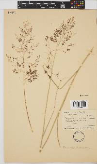 Eragrostis bicolor image