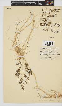 Eragrostis bicolor image