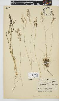 Eragrostis bicolor image