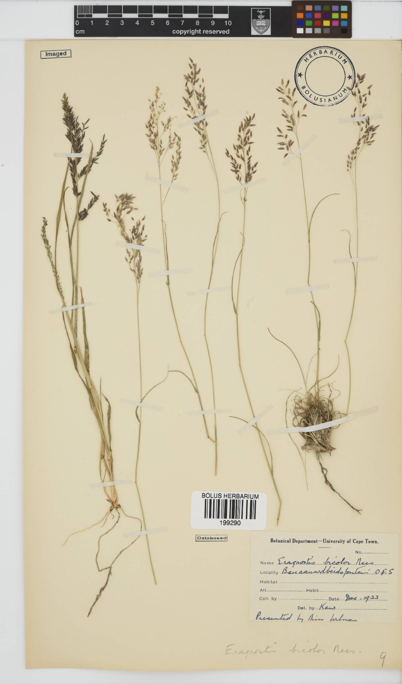 Eragrostis bicolor image