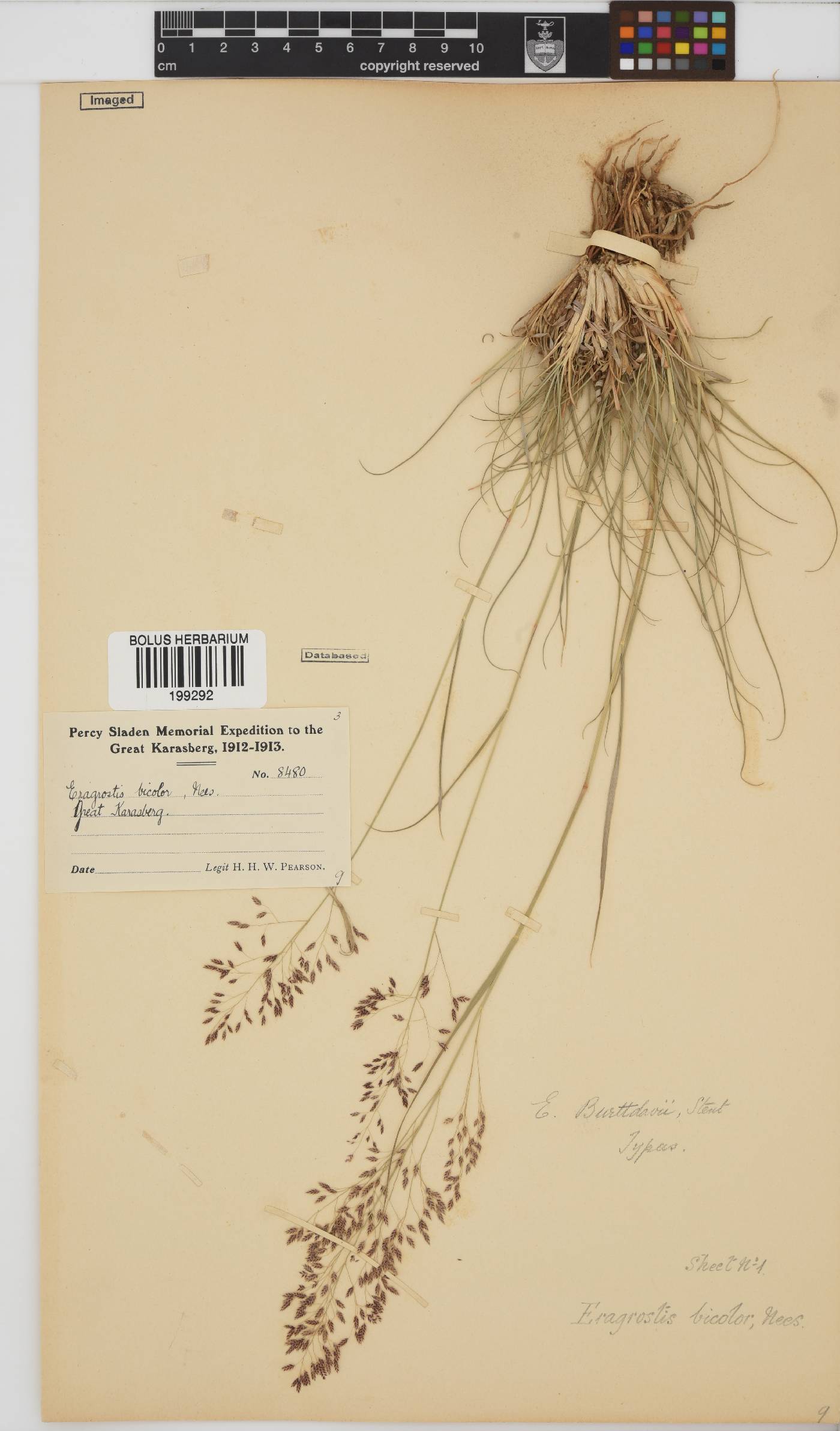 Eragrostis bicolor image