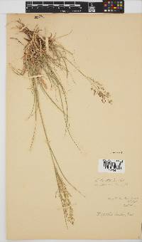 Eragrostis bicolor image